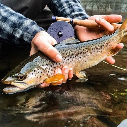 Douglas Argus Fly Reel - Image 3
